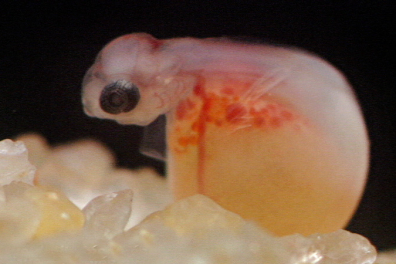 Fécondation et développement embryonnaire - Introduction - 2mn 20s